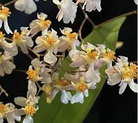 Mounted orchids — Mounted on cork with hanger