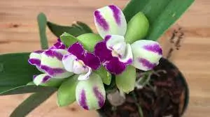 Brassolaeliocattleya Yen Corona ‘Green Genie’