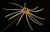 Bulbophyllum makoyanum