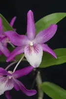 Dendrobium Rainbow Dance