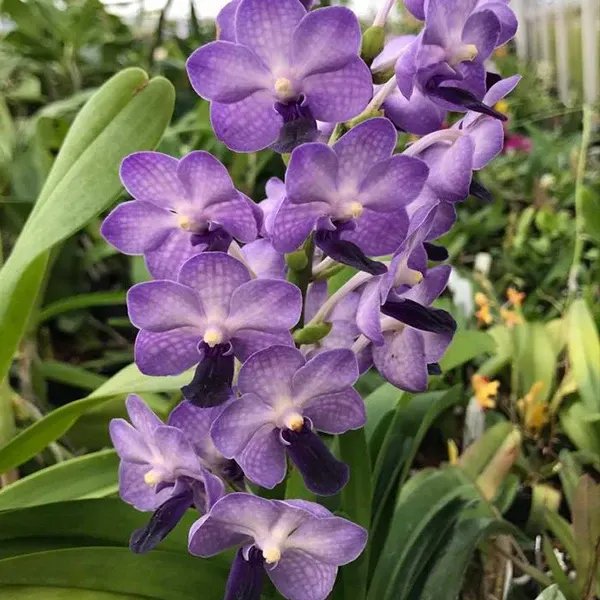 Vandachostylis Jairak Sapphire