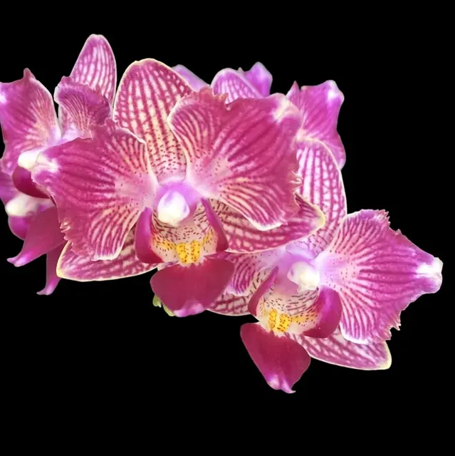 Phalaenopsis Younghome Sweety × Sogo Yenlin