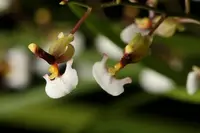 Ornithophora radicans