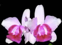 Cattleya intermedia var. orlata x var. semi alba
