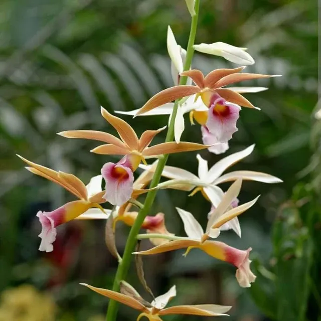 Phaius Wallichi (Phaius)