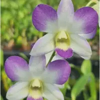 Dendrobium Areedang Blue