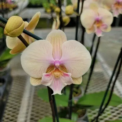 Phalaenopsis 'Echoes'