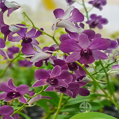 Dendrobium Airway Blue-Blue Angel