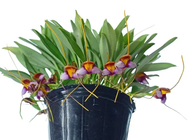 Masdevallia hartmanii (Masdevallia)