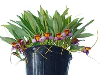 Masdevallia hartmanii