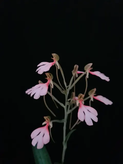 Habenaria erichmichaelii