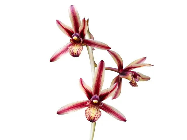 Cymbidium bicolor (Cymbidium)