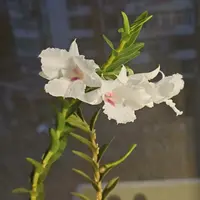 Dendrobium parthenium