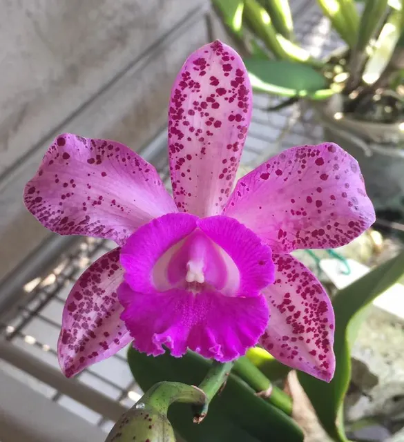 Laeliocattleya 4N