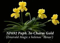 Paph. In-Charm Gold 'Note: Limited , mini Complex Paph. ' (Emerald Magic x helenae)