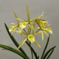 Brassocattleya Yellow Bird
