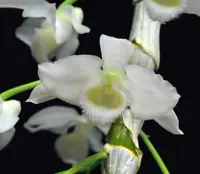 Dendrobium parishii v. album
