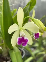 Epicattleya El Hatillo 'Pinta' BM/JOGA (C. mossiae x Enc. tampense)