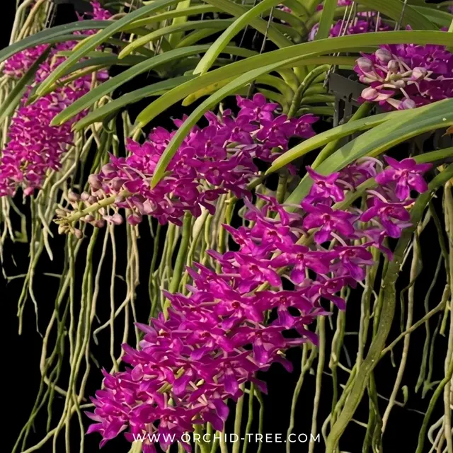 Noid Rhynchostylis (Rhynchostylis)
