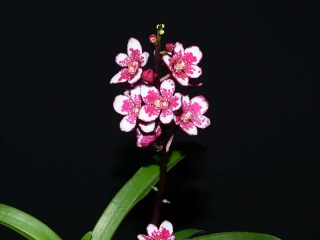 Sarcochilus Nelligen #1 X Sarcochilus George Colthup 'Lloyd' (Sarcochilus)