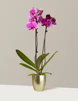 Purple Orchid — Small (20"-28" tall) / Georgia (5" wide) / Cherry Blossom