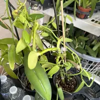 Vanilla Bean Orchid Cutting - 10” Fresh Cutting - Vanilla Planifolia
