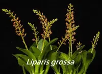 Liparis grossa (LIGR) (- Others )