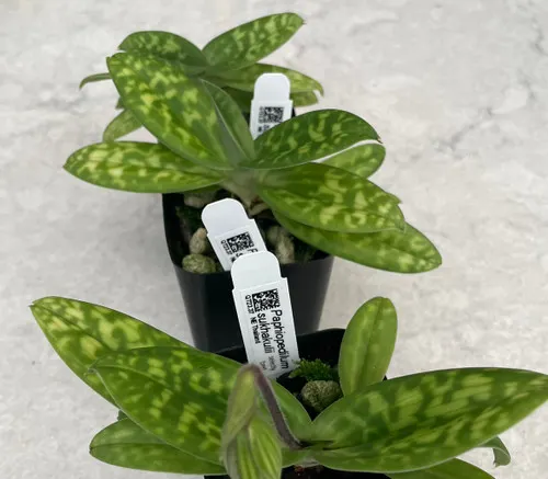 Paphiopedilum species (Paphiopedilum)
