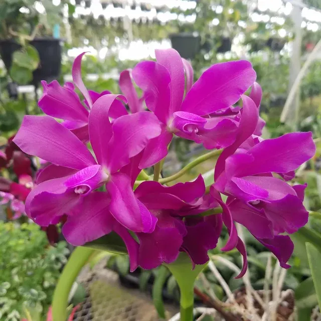 Cattleya Orchid Bactia ‘Grape Wax’