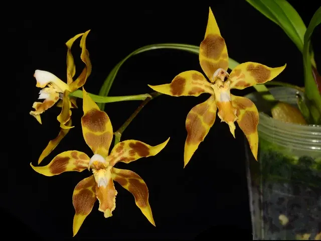 Oncidium Wayne Riggs (Oncidium)