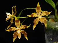 Oncidium Wayne Riggs