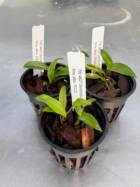 Dendrobium tetragonum fma alba (Dendrobium)