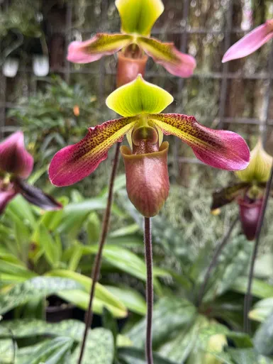 Paphiopedilum zieckianum x volonteanum