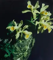 Cattleya luteola
