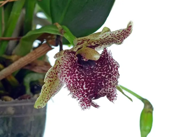 Kefersteinia tolimensis (Kefersteinia)