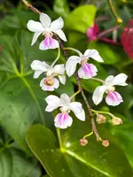 Holcoglossum amesianum x sib