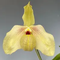 Paph. Shan Fa Golden (malipoense X hangianum)-MS