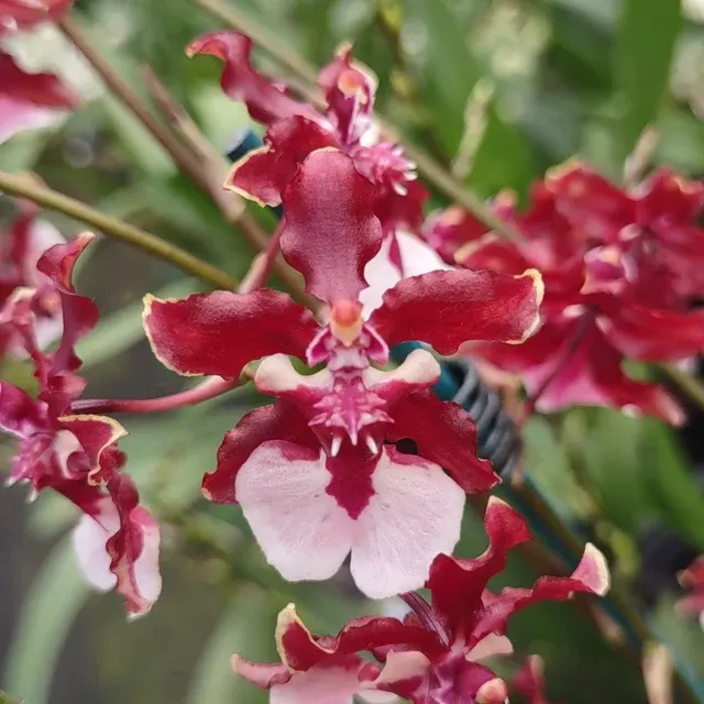 Oncidium Sharry Baby 'Sweet Fragrance' (Oncidium)