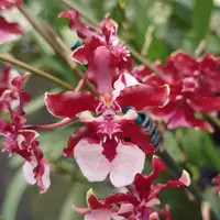 Onc. Sharry Baby 'Sweet Fragrance' AM/AOS -In Season! — In Bud/Spike