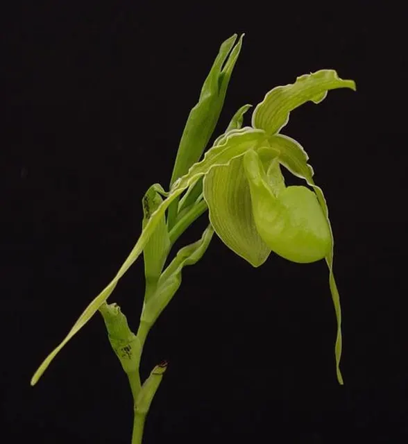 Phragmipedium longifolium album (Phragmipedium)