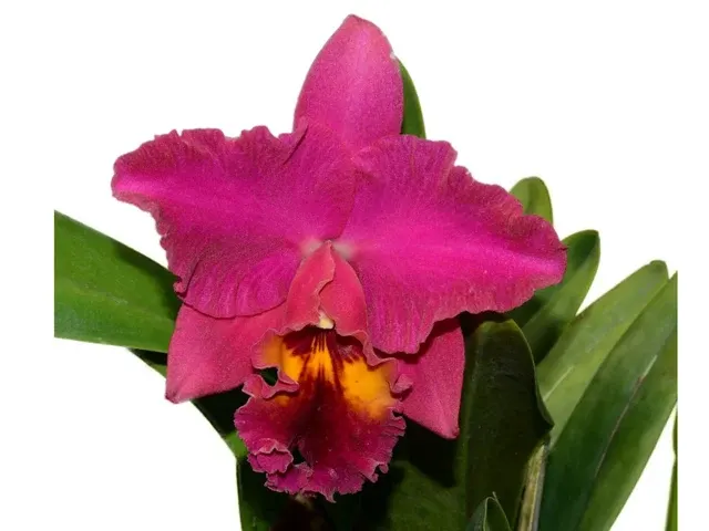 Rhyncholaeliocattleya Jackson W Lima (Rhyncholaeliocattleya)