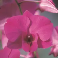 Dendrobium Orchid [Dendrobium spp.]