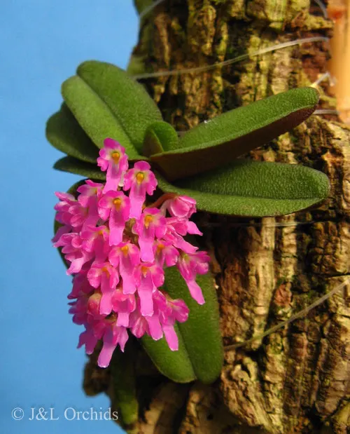 Schoenorchis fragrans mounted (Schoenorchis)