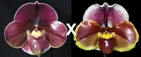 Paphiopedilum Startler 'Glace'AM/AOS x Red Dominion 'World Class'
