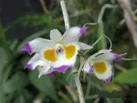 Dendrobium devonianum