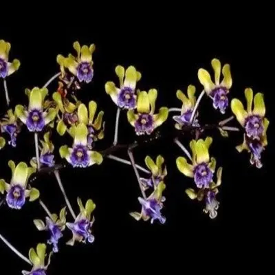 Dendrobium violaceaflavens sp (Dendrobium)