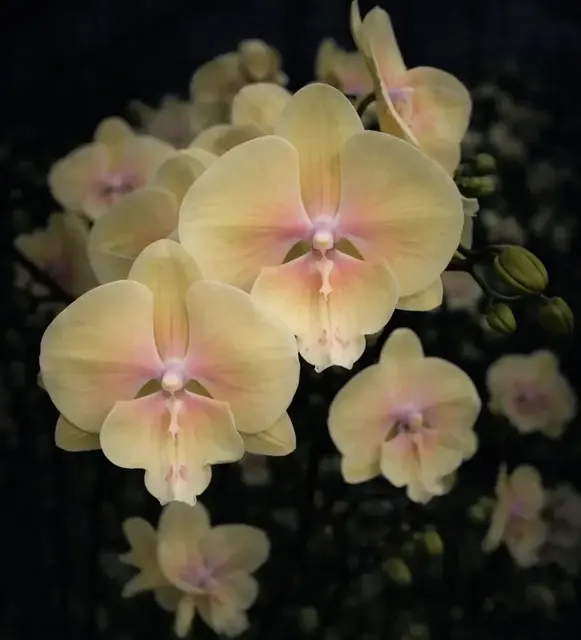 Phalaenopsis Young Home Walle Blooming Size (Phalaenopsis)