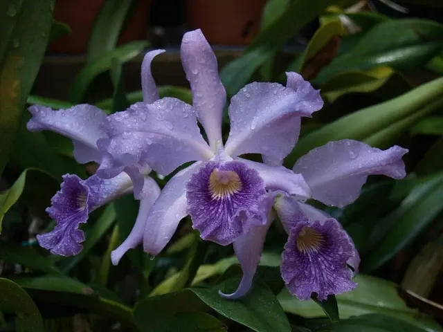 Cattleya mossiae var coerulea x