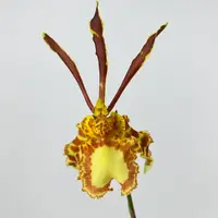 Psychopsis MARIPOSA — Blühfähige Pflanze