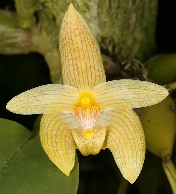 Bulbophyllum siamense (Bulbophyllum)